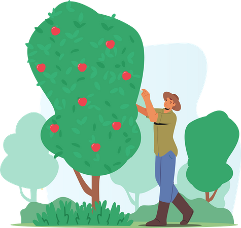 Man Farmer Pick Apples  Illustration