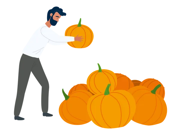 Man Farmer putting pumpkin in the pumpkin yard  Illustration