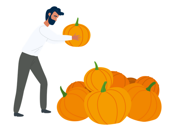 Man Farmer putting pumpkin in the pumpkin yard  Illustration