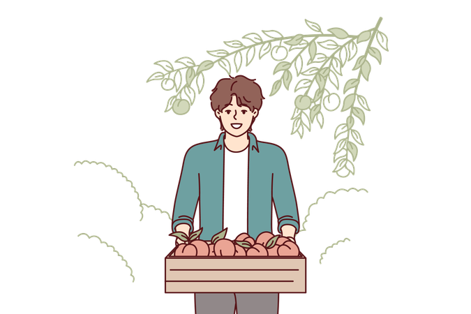 Man farmer with peaches in wooden box stands in garden  Illustration