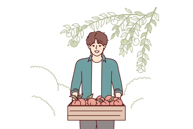 Man Farmer With Peaches In Wooden Box Stands In Garden Or Plantation After Fruit Harvest Farmer Guy Picking Fruits From Trees For Sale At Fair Of Organic Products Without Chemical Pesticides Illustration