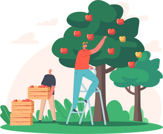 Man farming apple and collecting fresh apples  Illustration