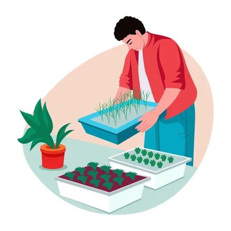 Man Growing micro greens  Illustration