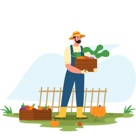 Man Harvest vegetable  Illustration