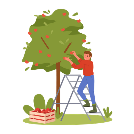 Man Harvesting Apple  Illustration