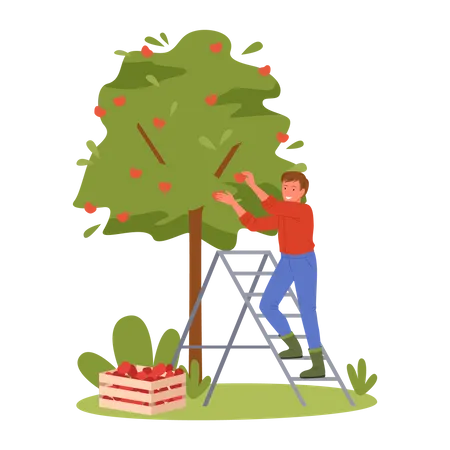 Man Harvesting Apple  Illustration