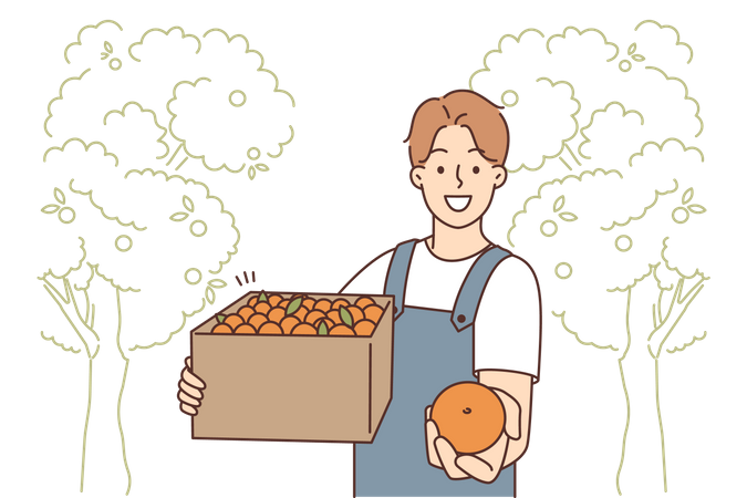 Man harvesting fresh oranges  Illustration