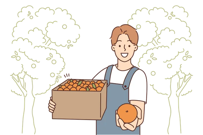 Man harvesting fresh oranges  Illustration