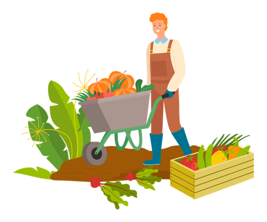 Man is collecting fruits and vegetables in trolley  Illustration