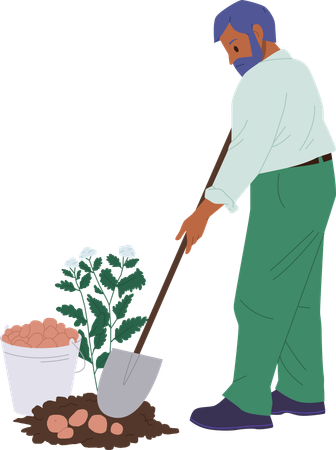 Man is harvesting potatoes in ground  イラスト