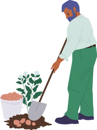 Man is harvesting potatoes in ground  イラスト