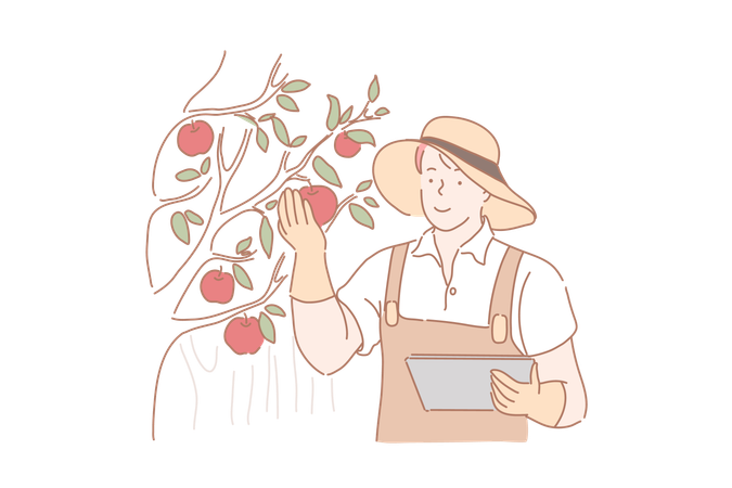 Man is plucking fresh fruits from garden  일러스트레이션