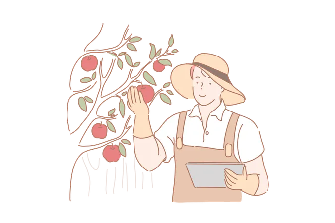 Gardener Harvesting Apples Concept Male Farmer Checking Red Ripe Fruits Orchard Worker Agronomist Analyzing Organic Produce Quality Agricultural Industry Seasonal Work Simple Flat Vector Illustration