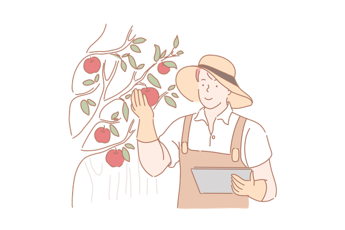 Man is plucking fresh fruits from garden  Illustration