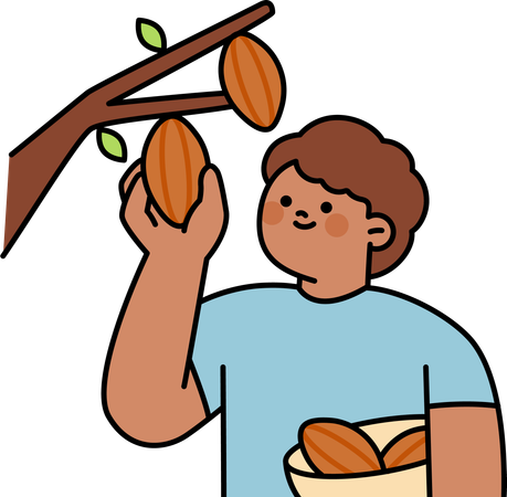 Man plucks cocoa beans  Illustration