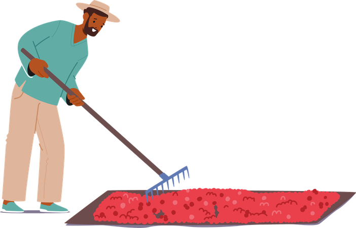 Man Raking Freshly Harvested Coffee Beans Spread Out On Large Drying Bed Under Sun  Illustration