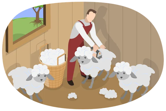 3 D Isometric Flat Vector Conceptual Illustration Of Shearing Sheep Wool Production イラスト