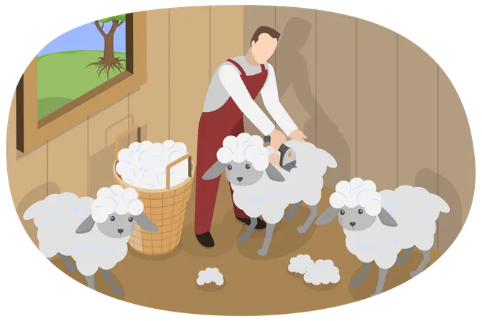 Man Shearing Sheep  Illustration