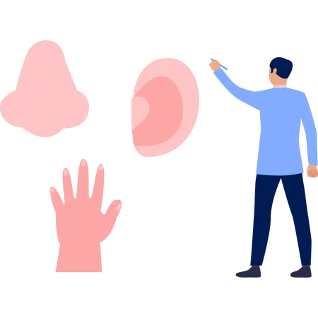 Man showing human body part  Illustration