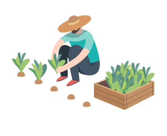 Man wearing straw hat sitting on the ground in the squatting position gathering in ripe salad to the wooden box Illustration
