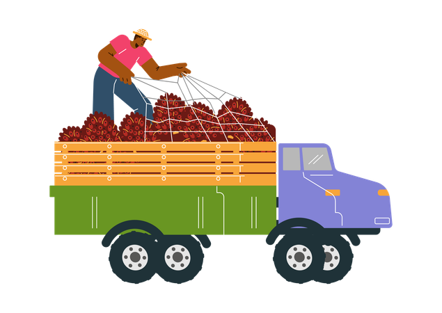 Mann auf LKW mit Palmölfrüchten  Illustration