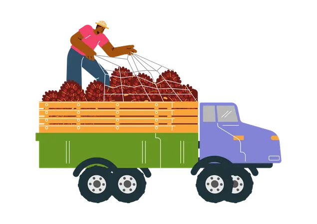 Mann auf LKW mit Palmölfrüchten  Illustration