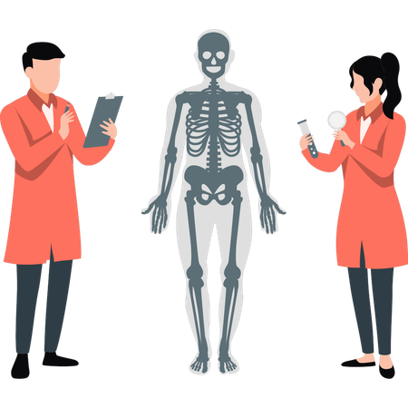 Männliche und weibliche Wissenschaftler erforschen die Anatomie des menschlichen Körpers  Illustration