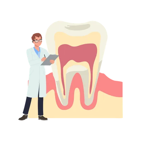 Männlicher Zahnarzt mit großer Anatomie des Zahns  Illustration