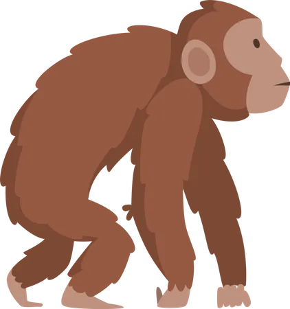 Biologie Evolution Homo Sapiens Illustration