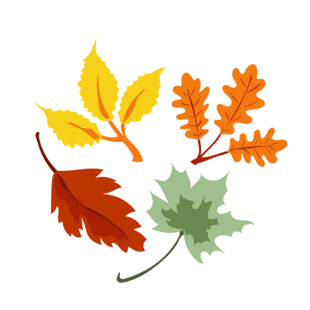 Maple Leaf  Illustration