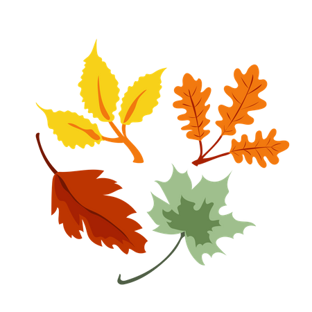 Maple Leaf  Illustration