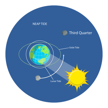 Marées lunaires et solaires  Illustration