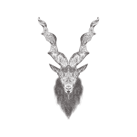 Markhor  Illustration