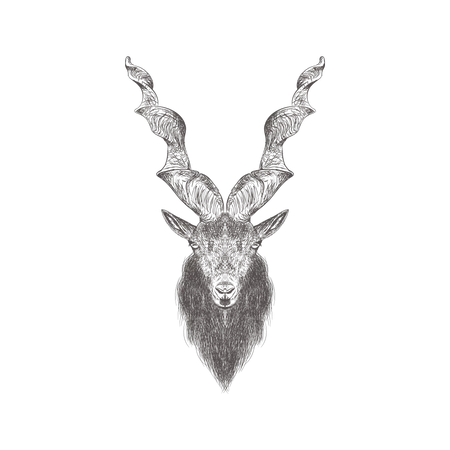 Markhor  Illustration