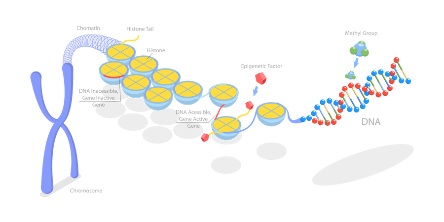 Mécanismes épigénétiques  Illustration