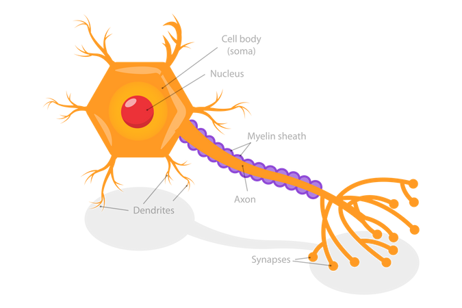 Mecanismo de liberação de neurotransmissores  Ilustração