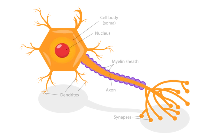 Mecanismo de liberação de neurotransmissores  Ilustração