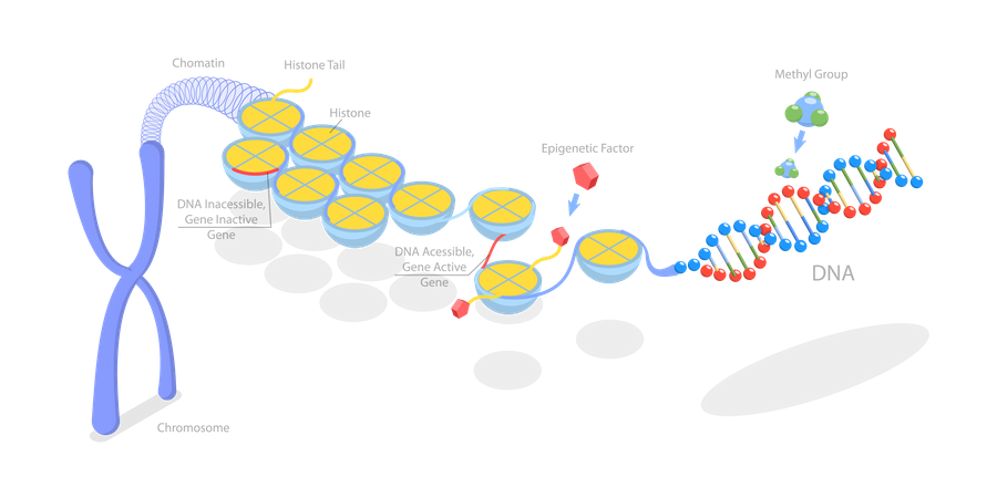 Mecanismos epigenéticos  Ilustração