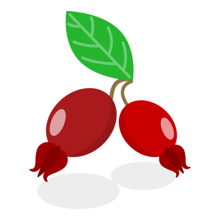Medical Herbs And Berries  イラスト