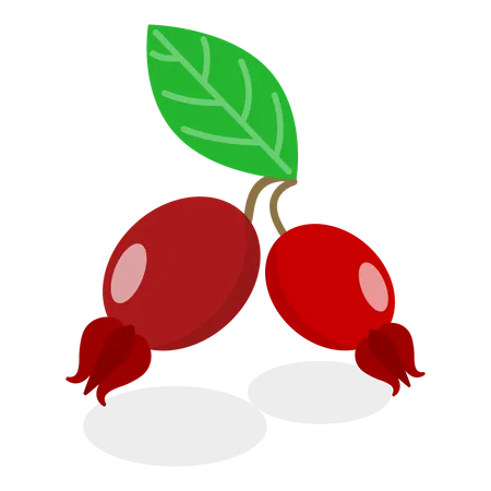 Medical Herbs And Berries  Illustration