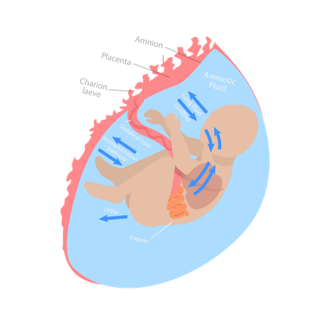 Medical Unborn Baby Functionality  イラスト