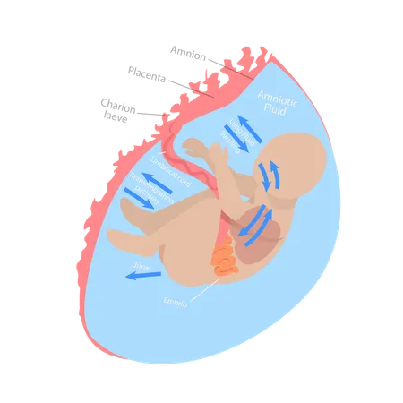 3 D Isometric Flat Vector Conceptual Illustration Of Fetal Water Flow Medical Unborn Baby Functionality Illustration