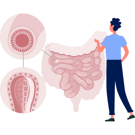 El médico examina el órgano del sistema digestivo.  Ilustración