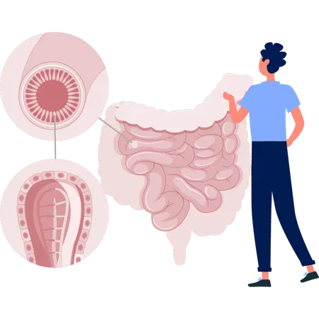 El médico examina el órgano del sistema digestivo.  Ilustración