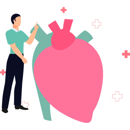 Médico explica sobre coração  Ilustração