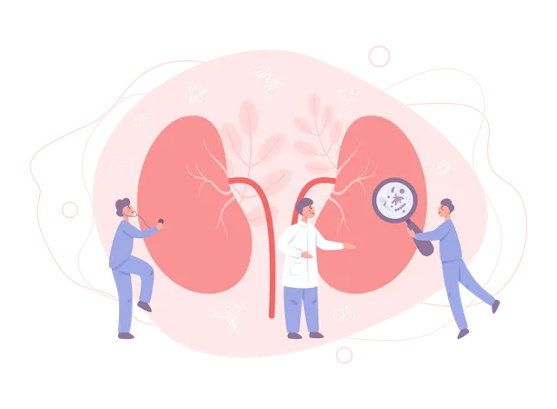 Médico faz exame renal  Ilustração