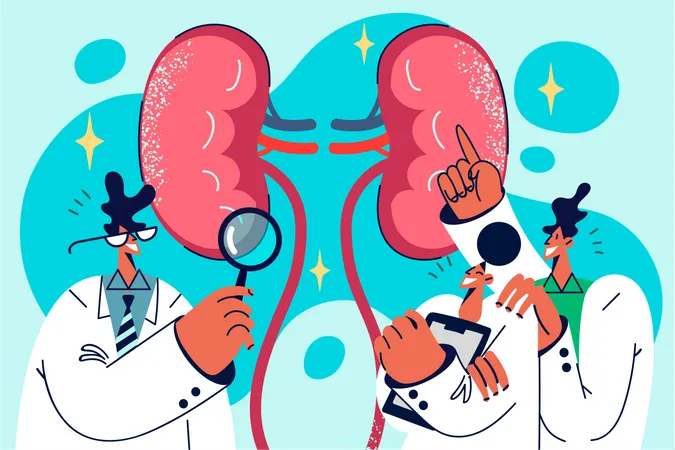 Médico faz exame renal  Ilustração