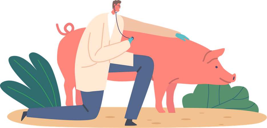 Médico veterinário masculino usando estetoscópio para examinar a saúde do porco  Ilustração