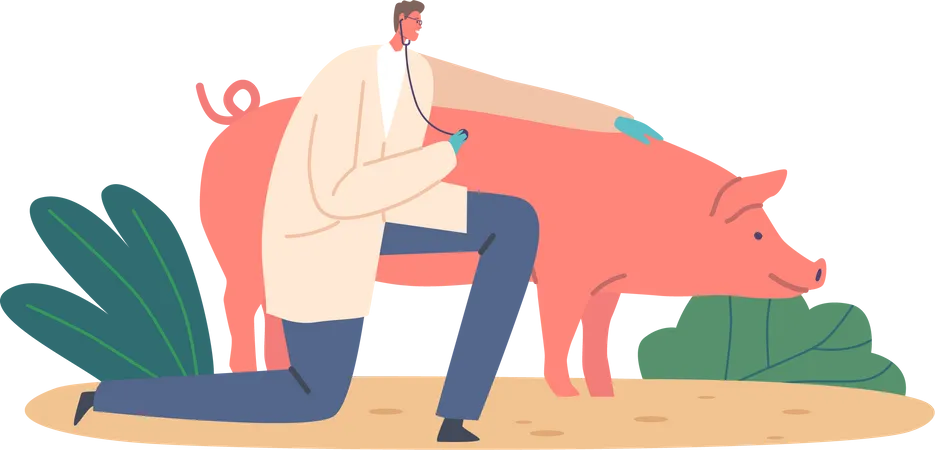 Médico veterinario usando estetoscopio para examinar la salud del cerdo  Ilustración