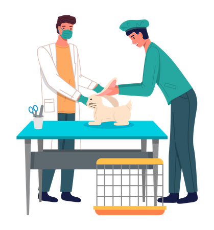 Médicos veterinários tratam orelhas de coelho no consultório médico  Ilustração